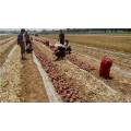 Suntoday légumes F1 organique jardin achat en ligne rouge violet oignon graines long plateau fournisseur (81003)
